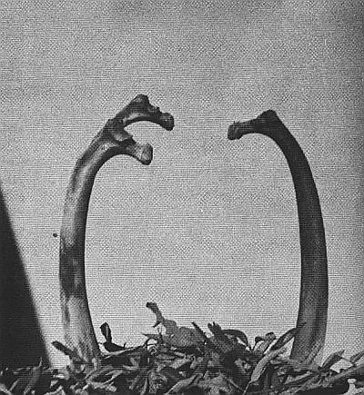 Sculpture of giraffes made from cow ribs.