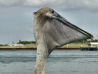 Pelican, Space Coast, Florida
