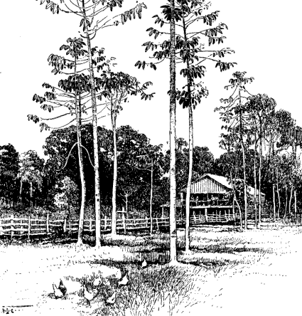 Rubber Trees in Porto Limon, in the 1800s.