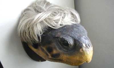 A sea turtle head, in a wig.
