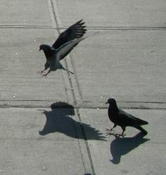 A bird lands next to another bird.