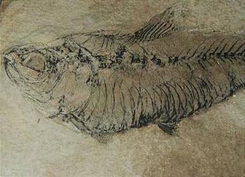 Prehistoric fish fossil, collected by my grandfather.