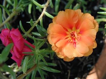 Flowers from my grandmother's garden.