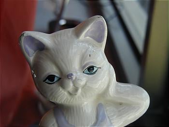 Saucy kitten in my bedroom in Savion, Israel.