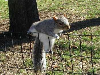 A squirrel crests a thin fence, and looks about himself.