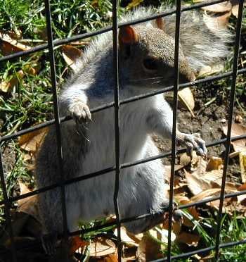 A squirrel climbs a fence diligently.