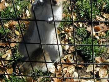 A squirrel reaches the top of a fence.