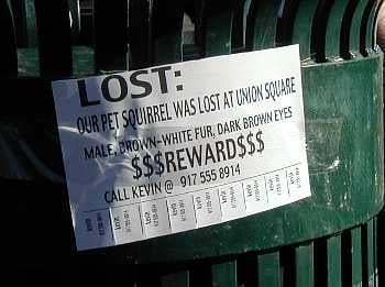 A sign for a lost squirrel. "Male, brown-white fur,". HOAX!