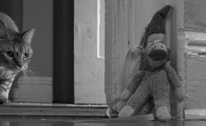 Stalking the sock monkey