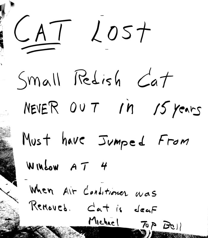 Cat lost