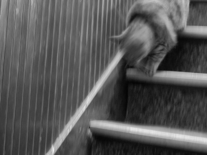 Cat on stairs
