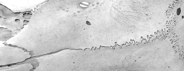 Deer skull, Mt. Savage, Md.