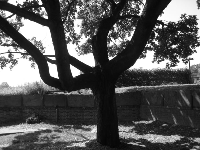 Tree, Governor's Island