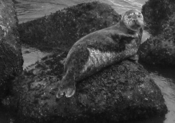 A lonesome seal in Monterey, CA