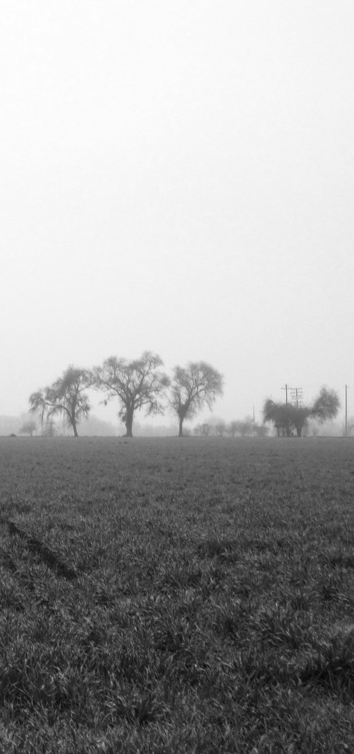 Some trees in Davis, CA