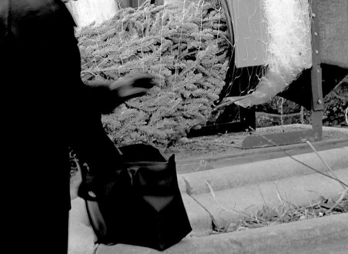 Christmas tree for sale