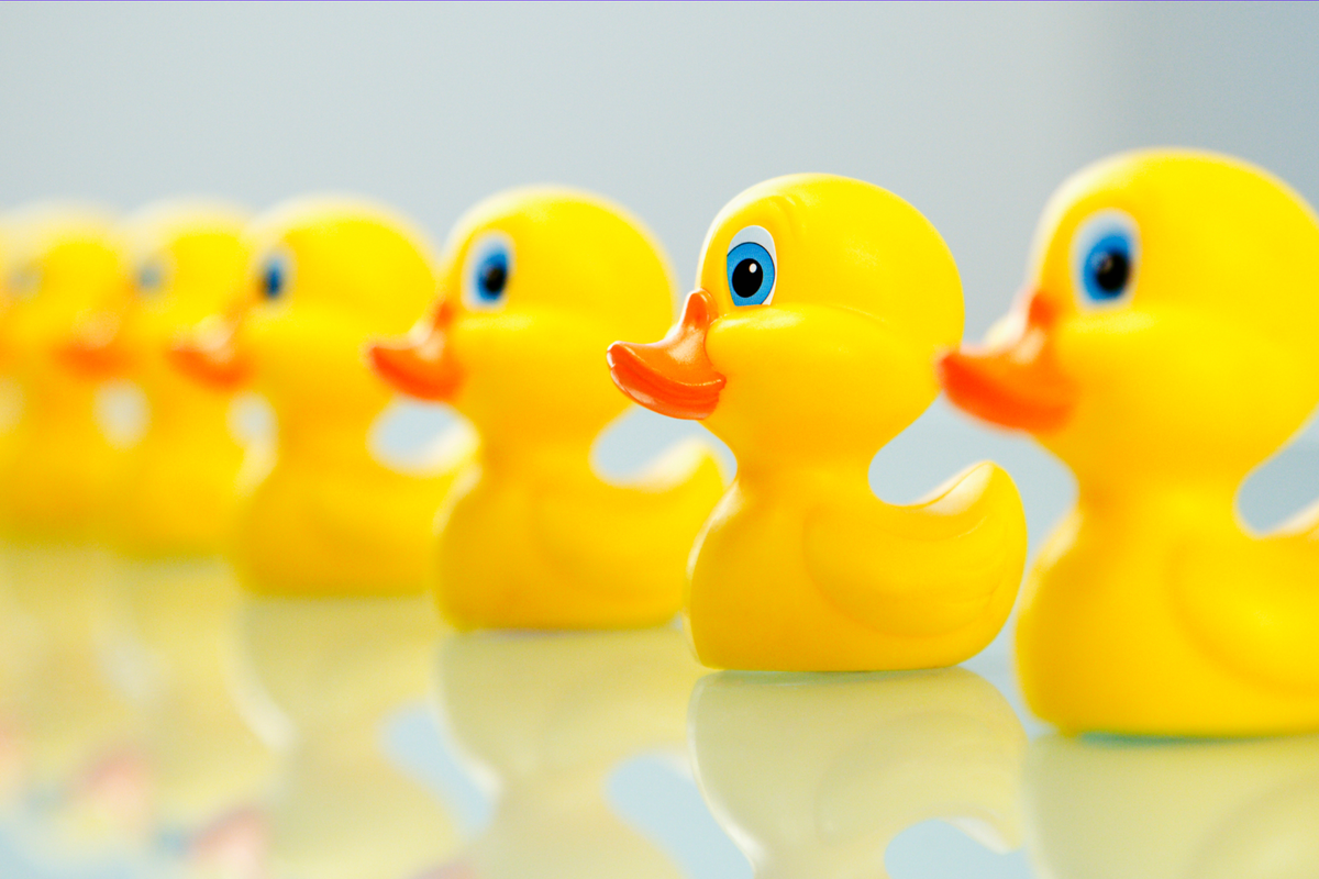 Photograph of a row of rubber ducks.
