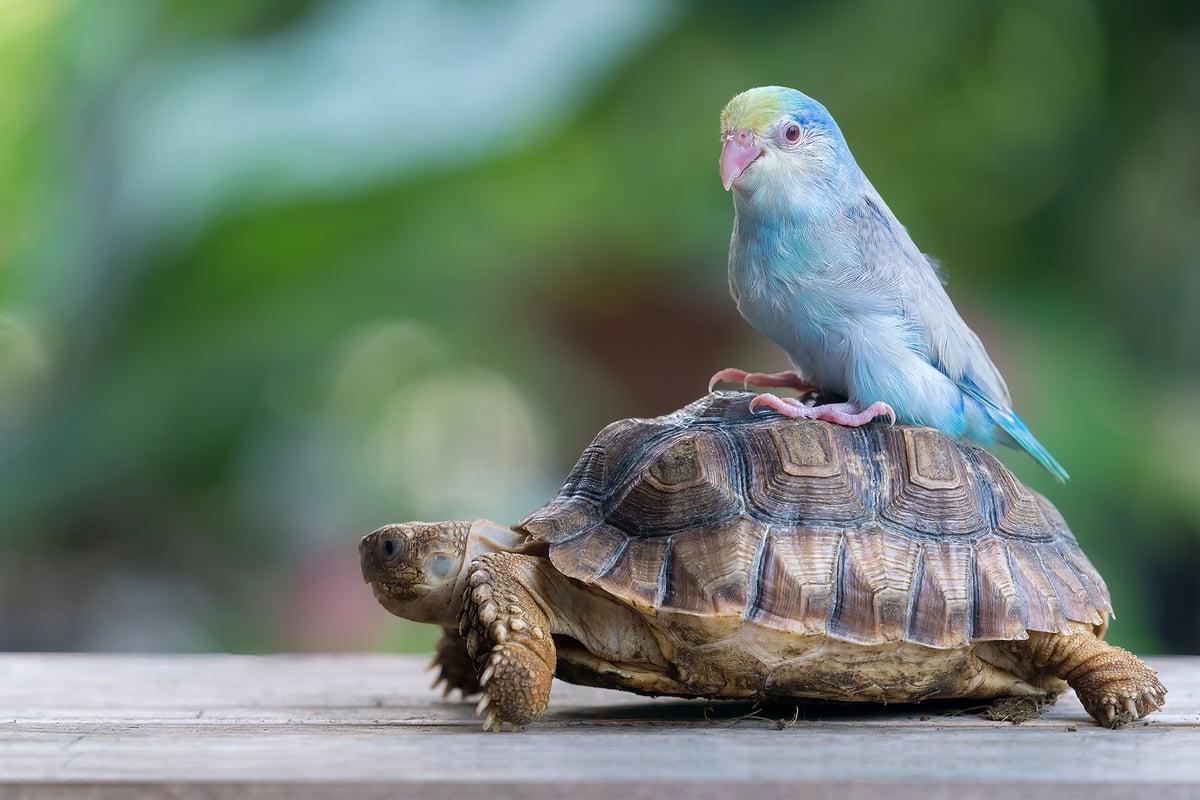 Image of a blue and green parakeet sitting on top of a brown tortoise.