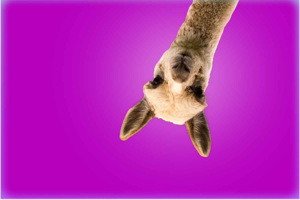 Image of an alpaca's head and neck, upside down, against a magenta background.