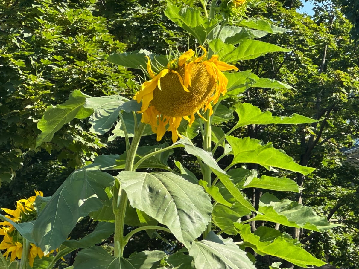 One huge ass sunflower like nine feet tall. Petals drooping off a giant round base. Yellow everywhere.
