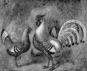 [Image: Silver-Spangled Hamburgs, 1890]